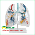 LUNG02 (12499) Árvore brônquica com laringe e pulmões transparentes, 2 vezes vida em tamanho normal, modelos de anatomia&gt; modelos de pulmão